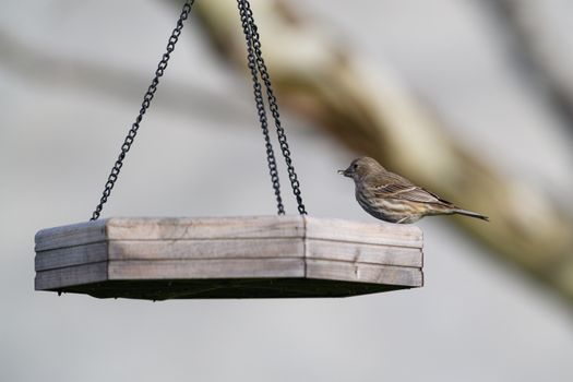 A sparrow perched on a wooden feeder outdoors in Canonsburg, Pennsylvania, USA.
