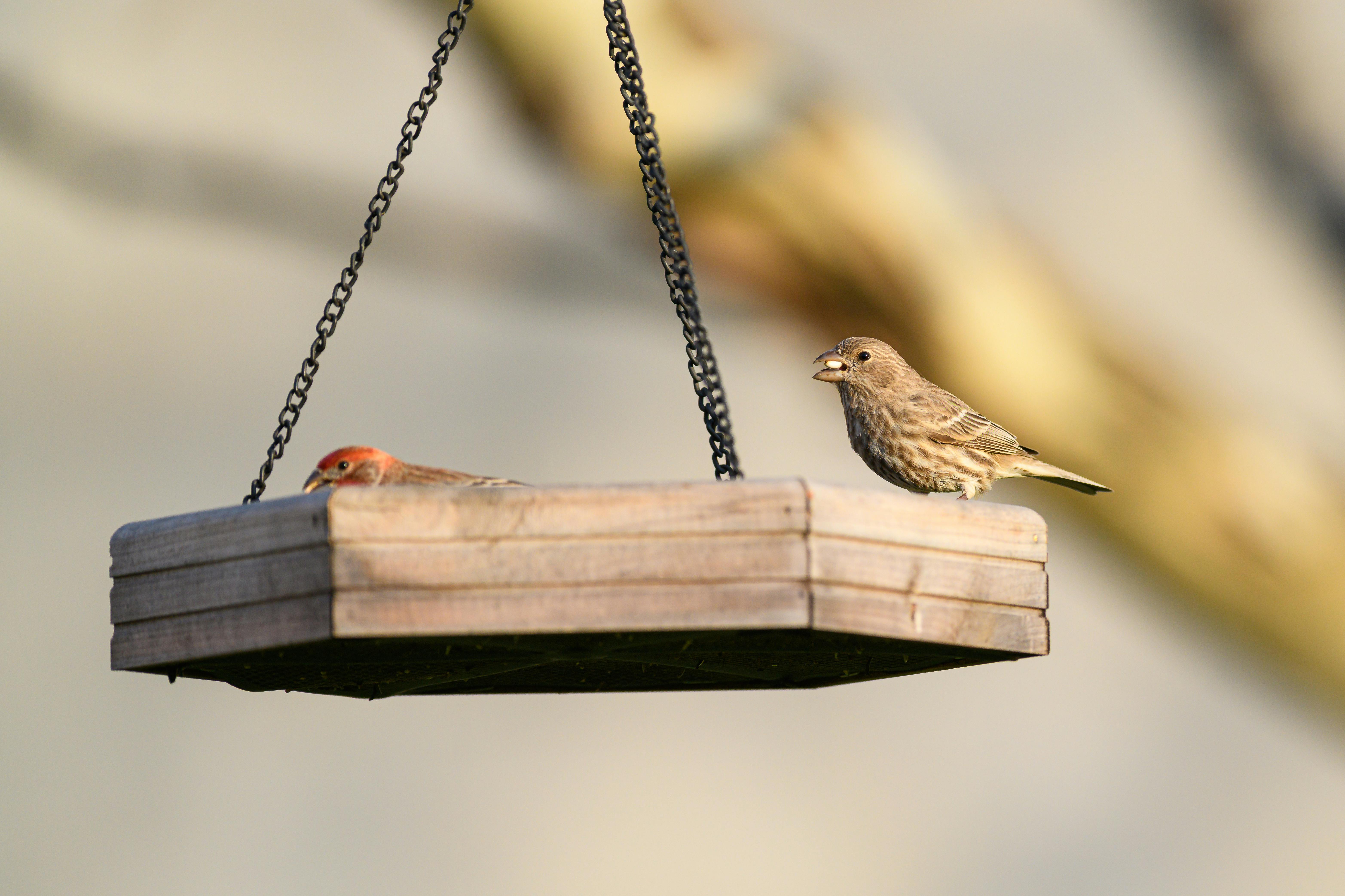Free stock photo of curious squirrel, finch