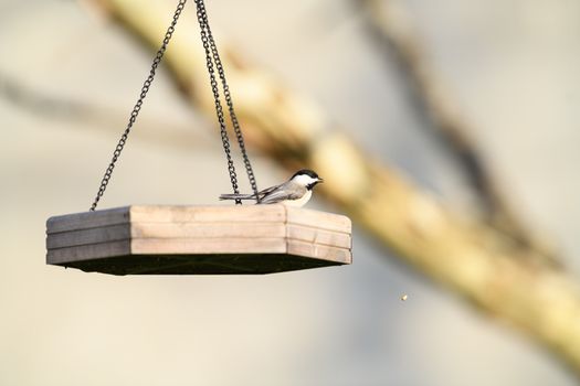 A chickadee perched on a hanging bird feeder in Canonsburg, PA, during daylight.