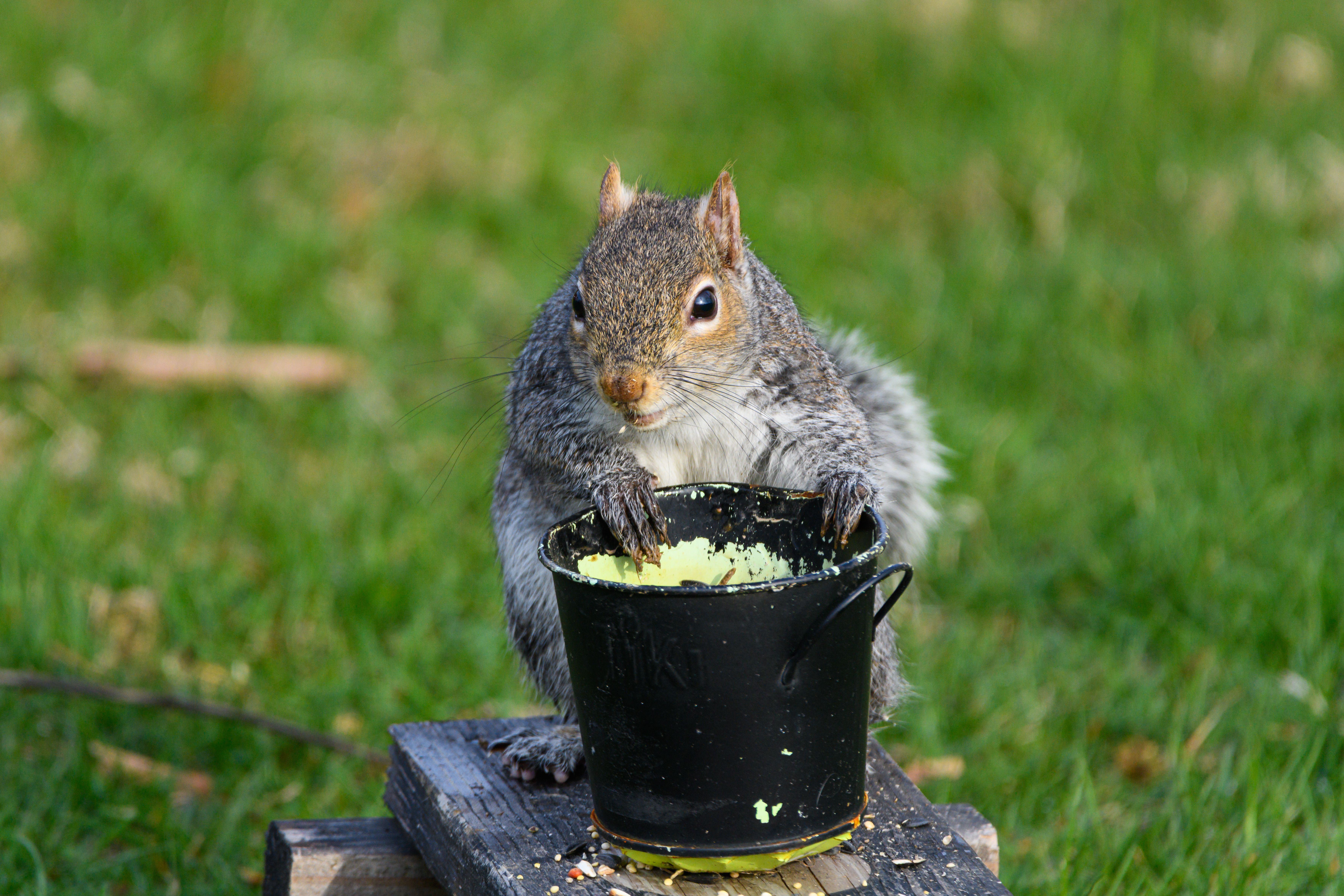 Curious Squirrel with a Small Bucket Outdoors · Free Stock Photo