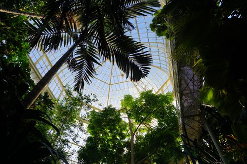 Free A vibrant view of tropical plants inside a greenhouse dome in Dublin, Ireland. Stock Photo