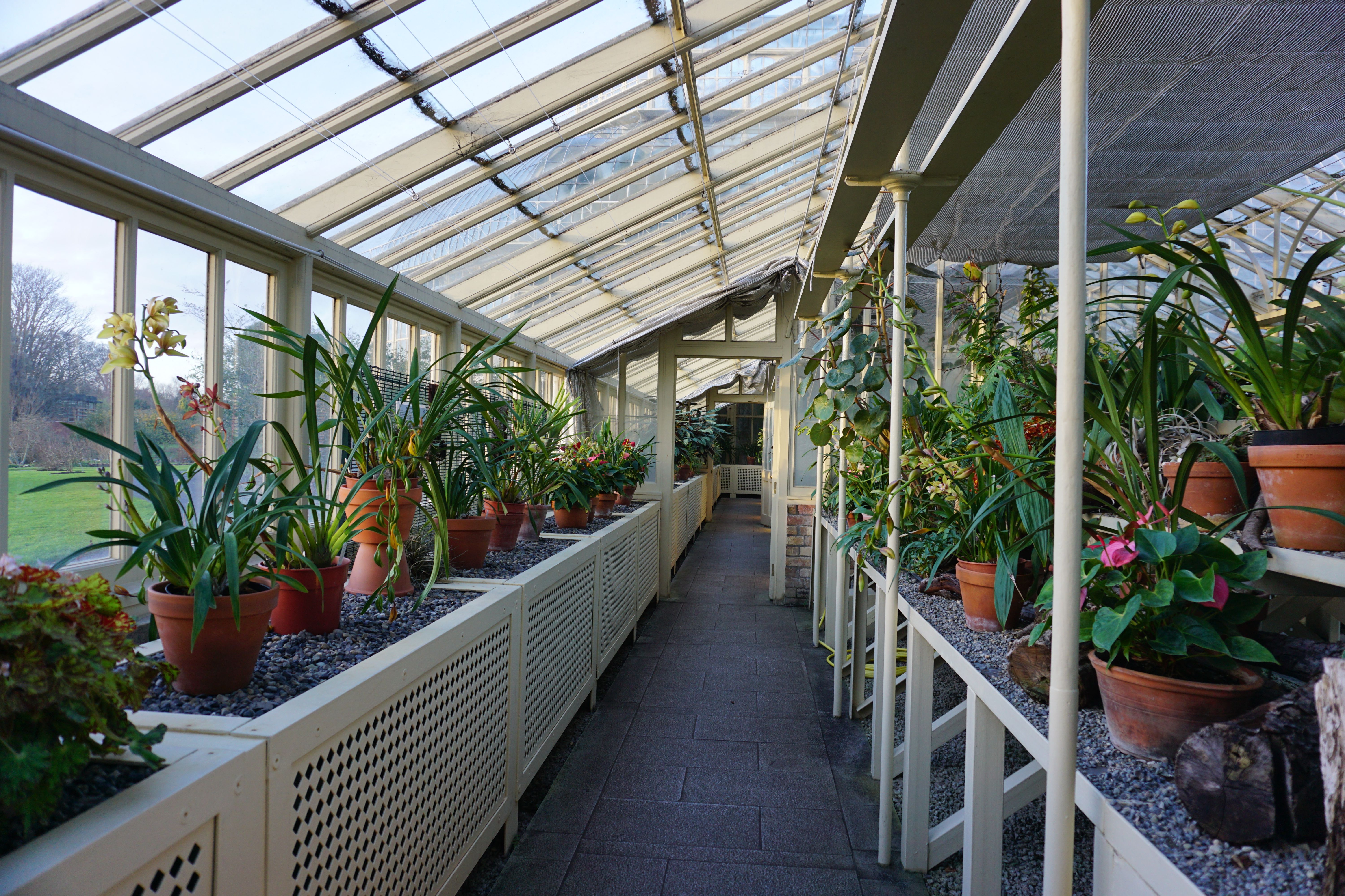 Lush Indoor Botanical Garden in Greenhouse · Free Stock Photo