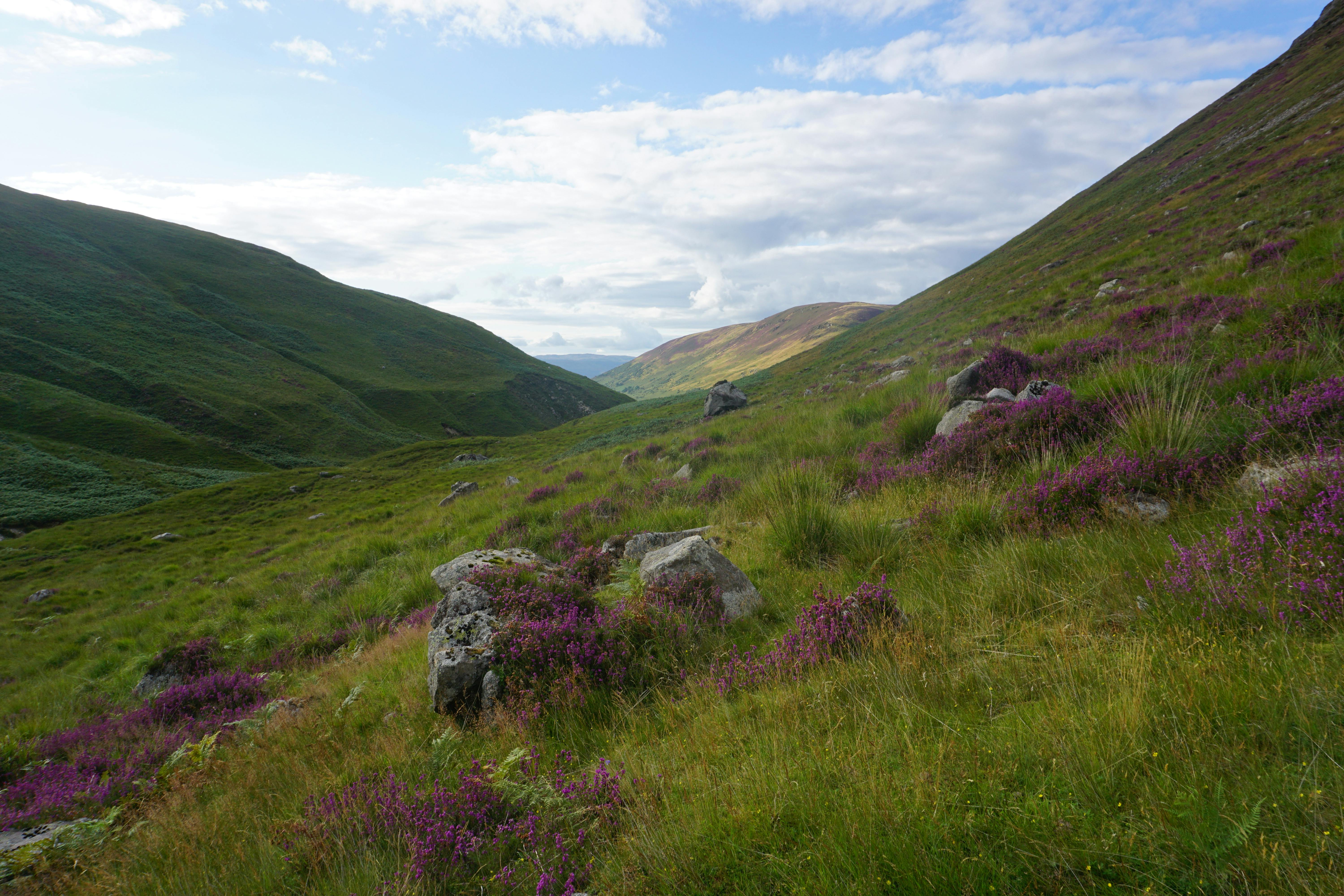 Beautiful heather-covered glen in Lochranza, surrounded by rolling hills and vibrant greenery.