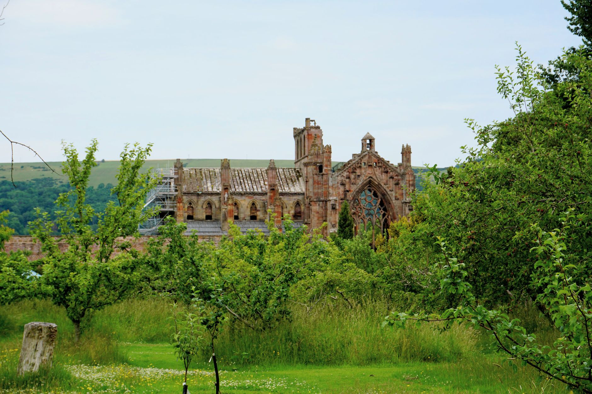 View of the picturesque ruins of Melrose Abbey surrounded by green vegetation in Scotland