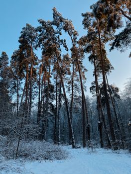 Serene winter forest featuring tall pines covered in snow under a clear blue sky.