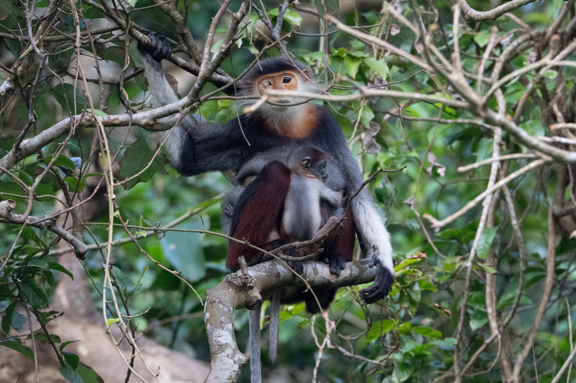 Endangered Baby François' Langur Quý Báu Snuggles During Bath Time