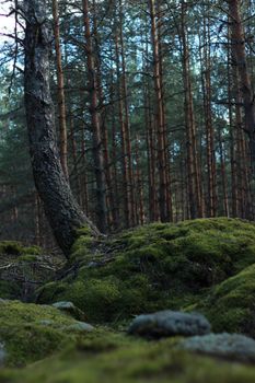 Peaceful forest scene with tall trees and lush moss-covered ground.
