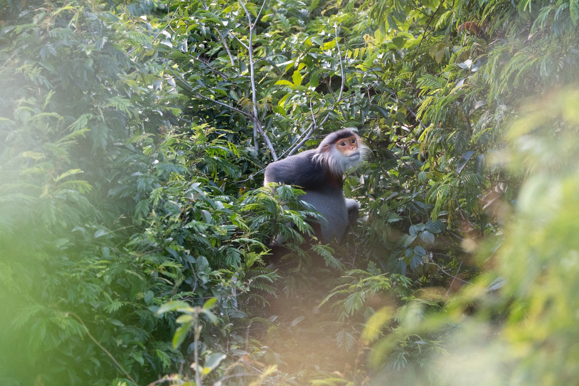 A red-shanked douc langur perched among dense green foliage in its natural habitat, showcasing vibrant facial markings.