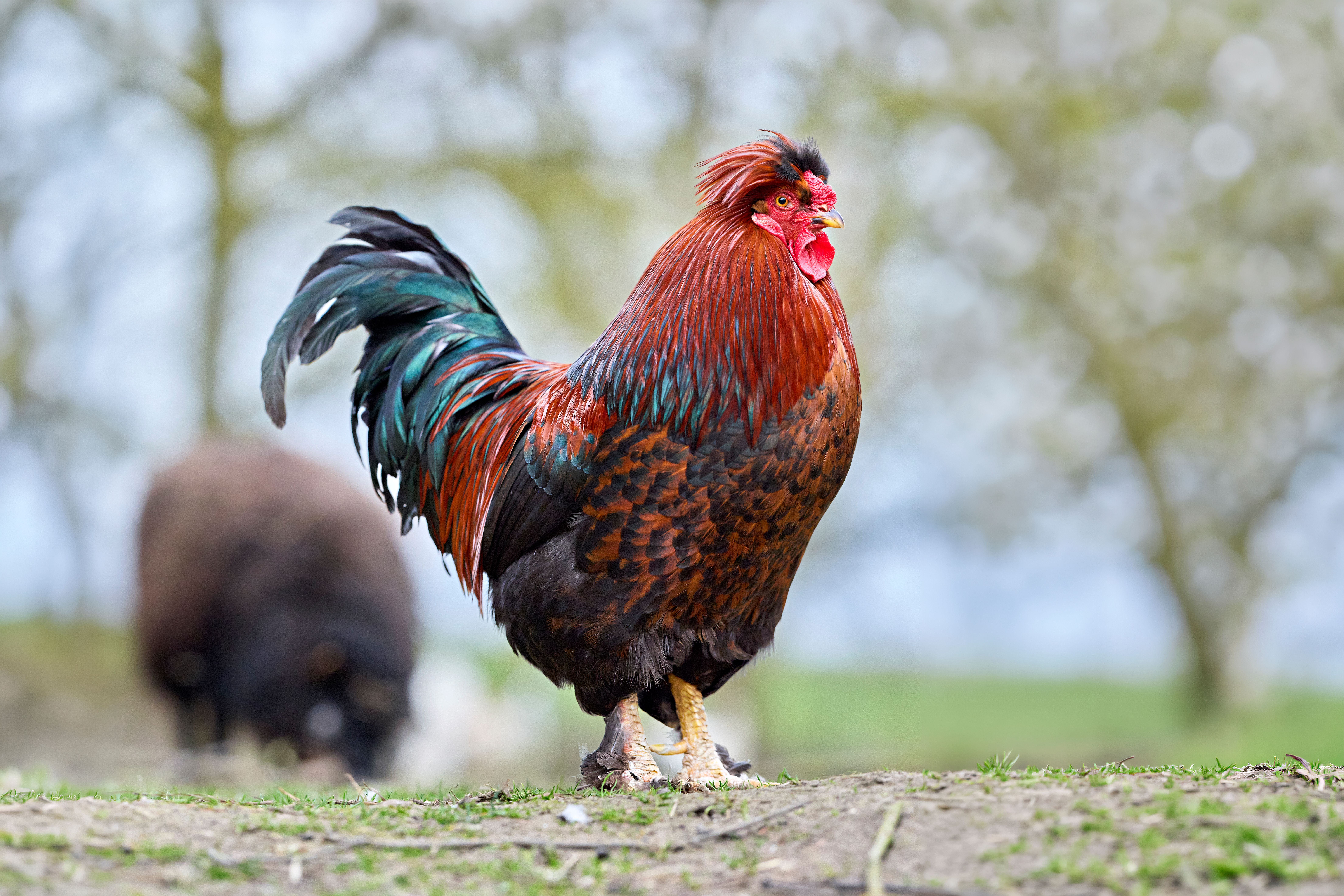 Red rooster standing in a field