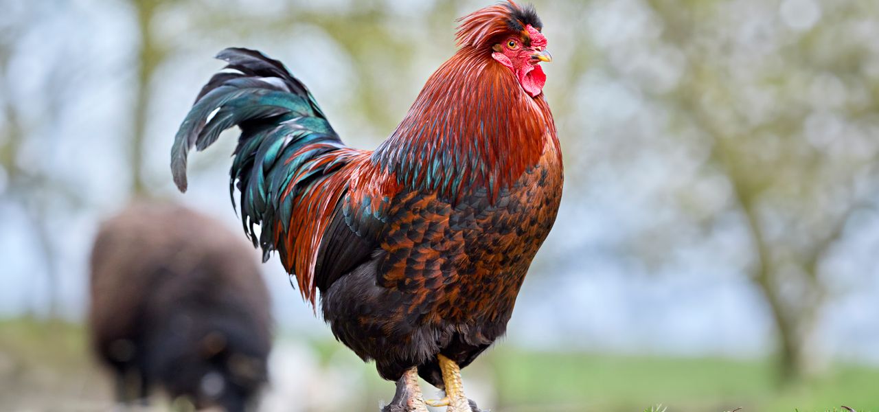 Red rooster standing in a field