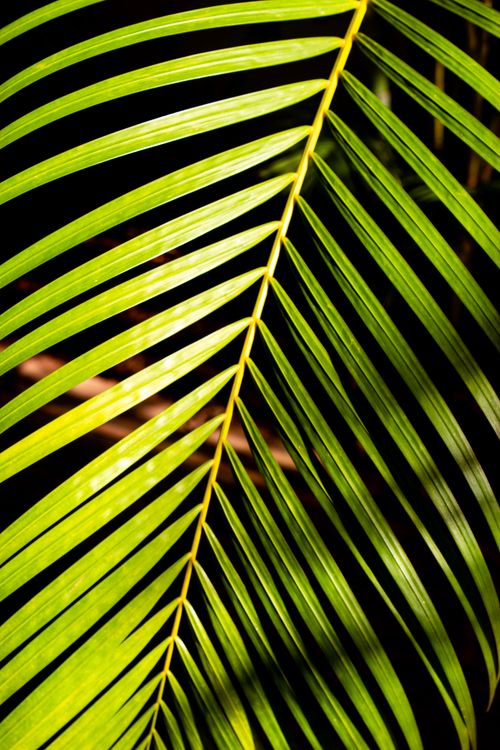 Free Close-up of a vibrant palm leaf with sunlight casting shadows, showcasing tropical nature. Stock Photo