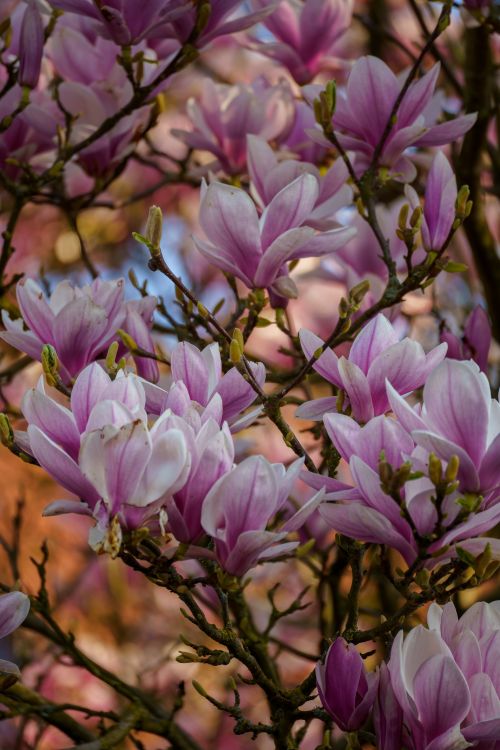 Free Close-up of vibrant pink magnolia flowers blooming, capturing the essence of spring. Stock Photo