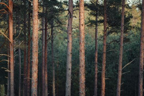 Free Serene forest featuring tall pine trees with sunlight filtering through, capturing nature's tranquility. Stock Photo