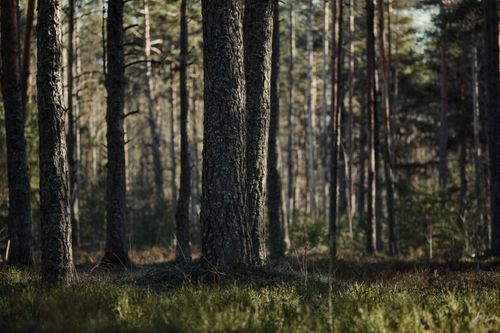 Free A peaceful forest scene showcasing tall pine trees on a sunny day, perfect for nature enthusiasts. Stock Photo