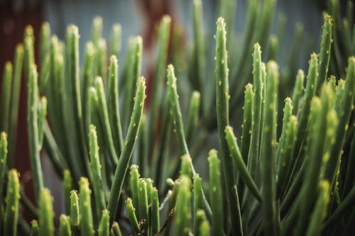 Free Macro shot of vibrant green Euphorbia cactus, showcasing its unique texture and growth in a garden setting. Stock Photo