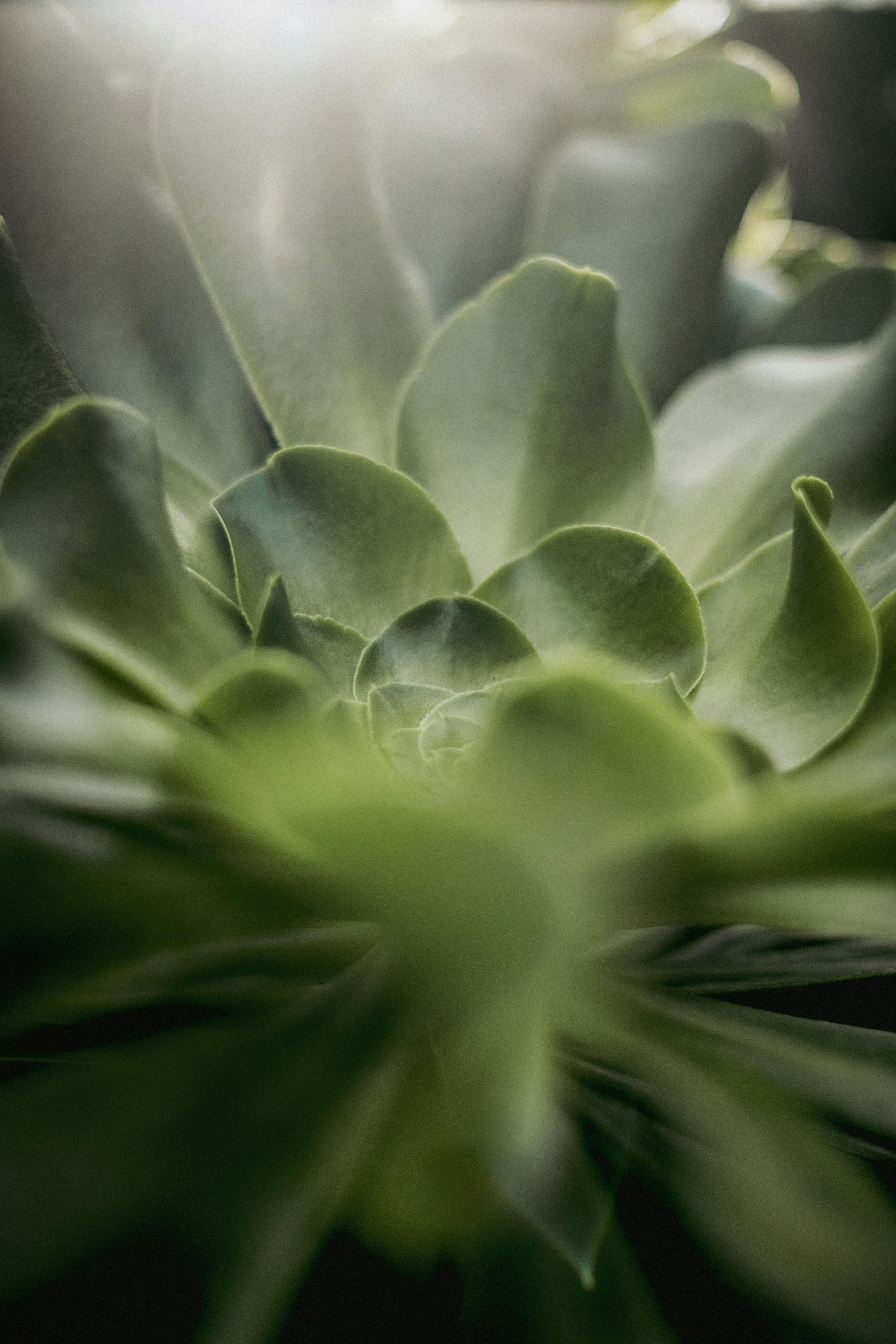 Detailed view of a green succulent with layered leaves forming a rosette pattern, highlighted by soft sunlight.