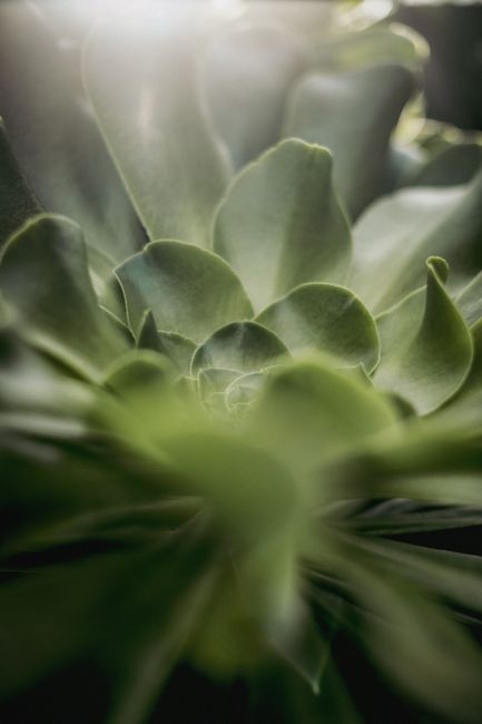 Detailed view of a green succulent with layered leaves forming a rosette pattern, highlighted by soft sunlight.