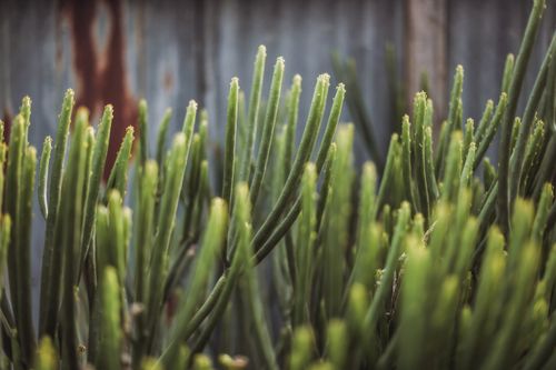 Free Macro image of Euphorbia Trigona succulent with vibrant stems and textured background. Stock Photo