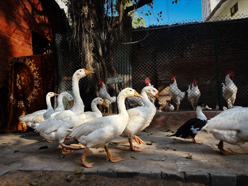 Duck Egg Production Enhancement Scheme