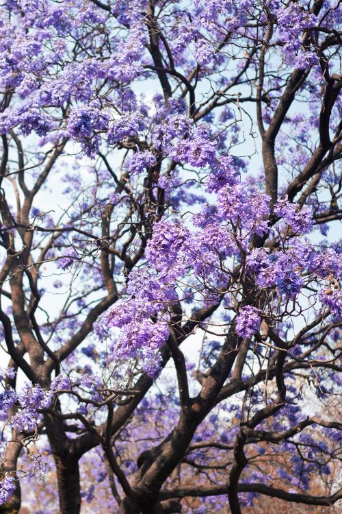Free Beautiful purple Jacaranda tree blossoms under a clear blue sky, symbolizing spring. Stock Photo