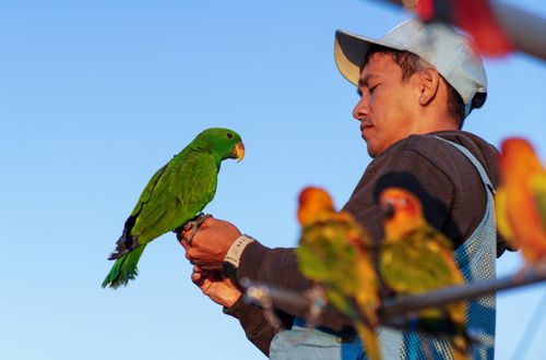 Free Portrait of a man interacting with vivid green parrot in outdoor setting, captured at dusk. Stock Photo