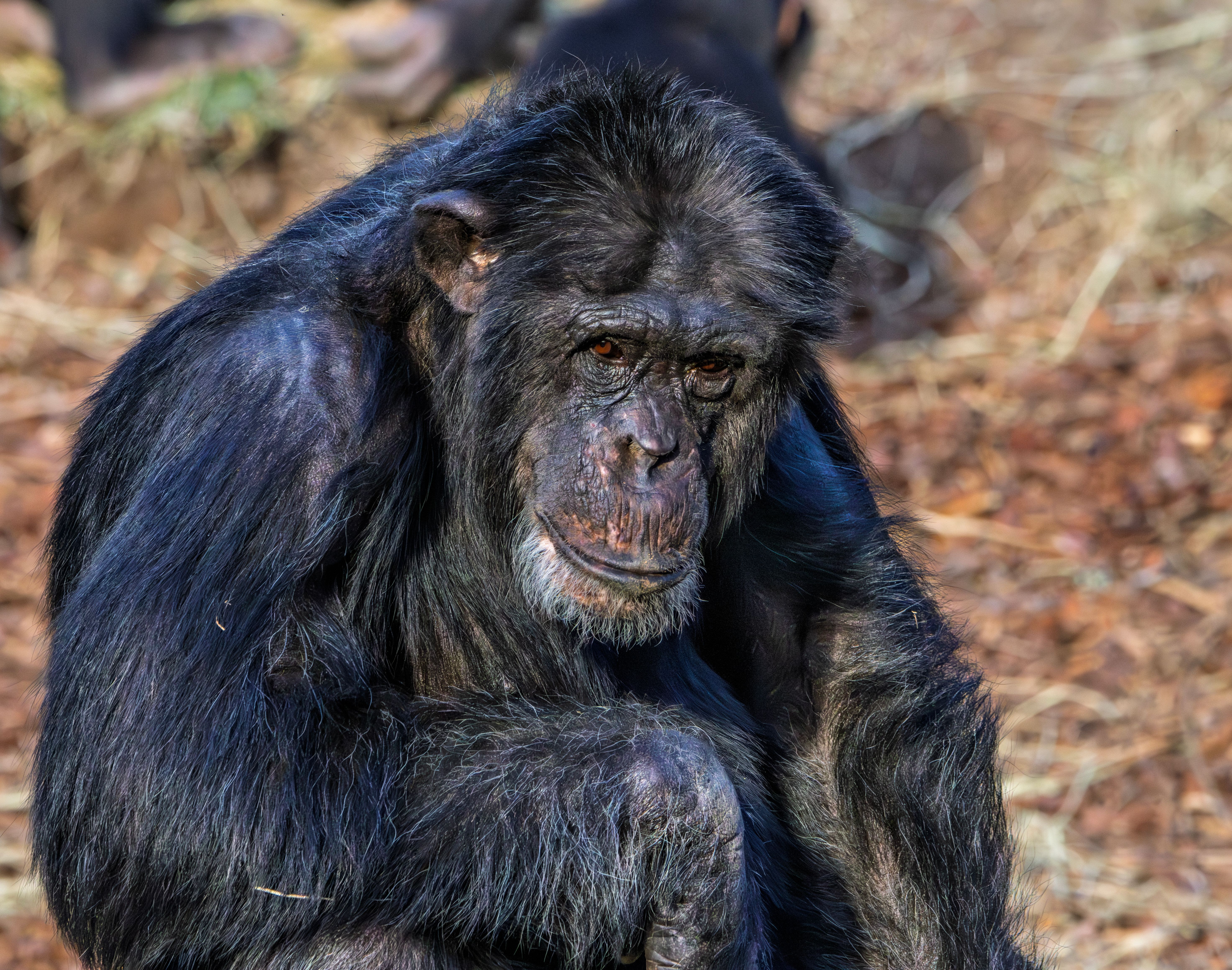 Portrait of Chimpanzee in Natural Habitat · Free Stock Photo