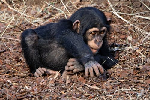 Free A young chimpanzee sits on a bed of dried leaves, displaying natural behavior in its habitat. Stock Photo