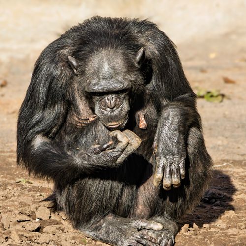 Free A chimpanzee with its young, captured in a sunlit outdoor setting, displaying natural behavior. Stock Photo