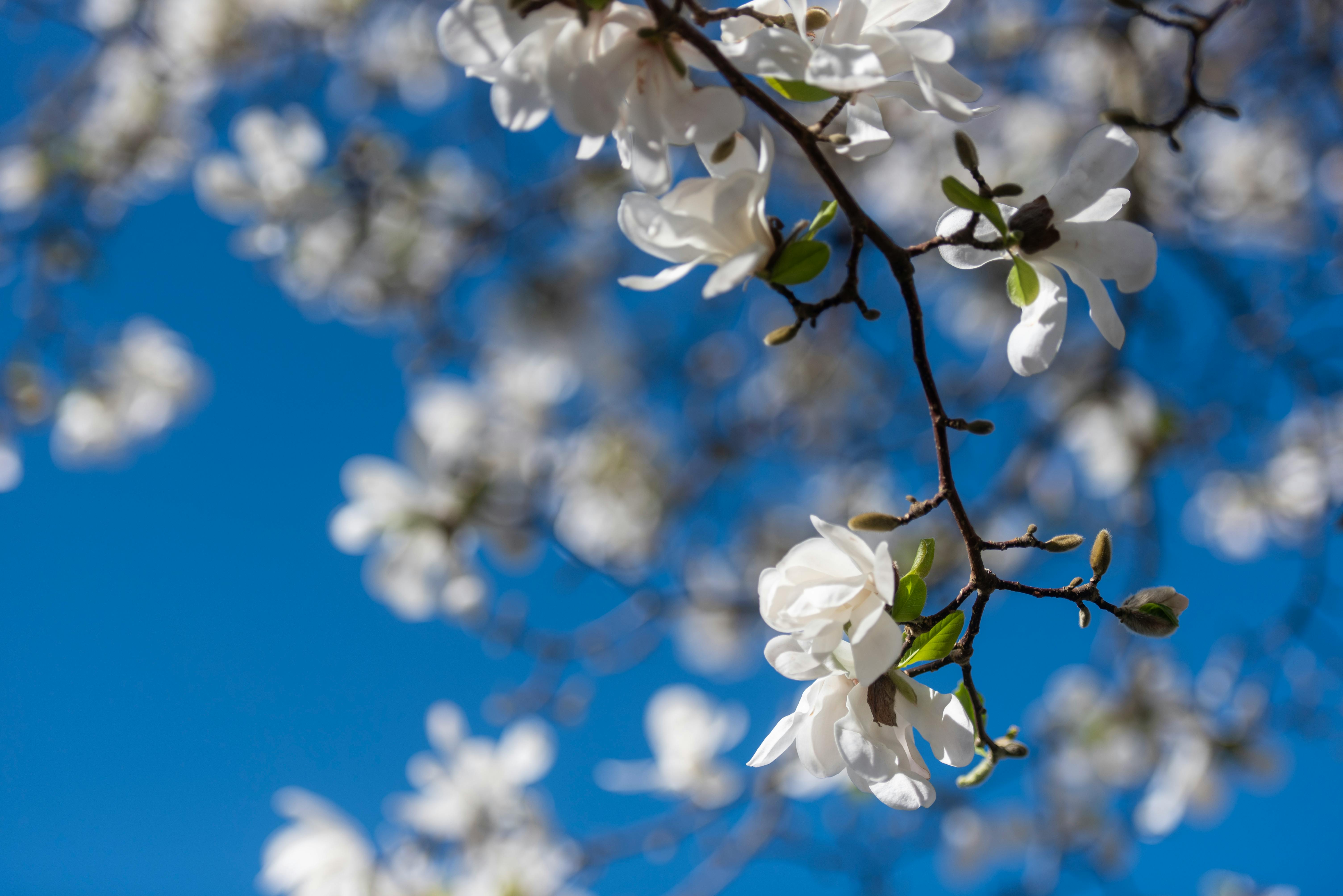 Magnolia’s AAA Hobbies To Close 2026 (Second Half). Iconic Hobby- Craft Emporium — Photo by Jan van der Wolf on Pexels