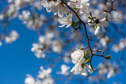 Close-up of blooming white magnolia flowers against a clear blue sky during spring.