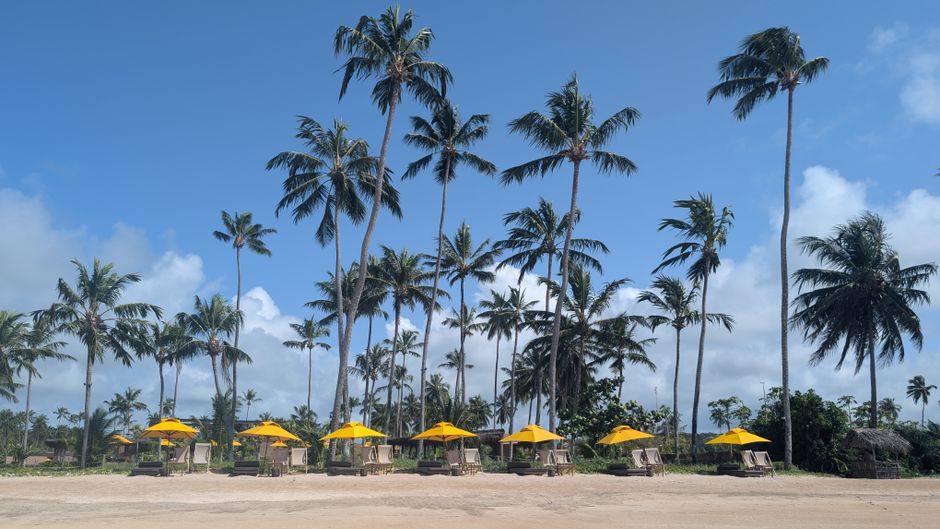 Relaxing beach scene at São Miguel dos Milagres with palm trees and yellow umbrellas.