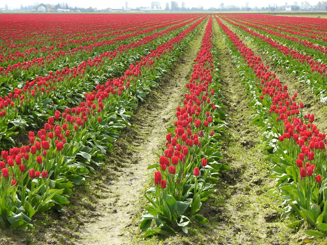 expansive field of blooming red tulips under a clear sky showcasing na
