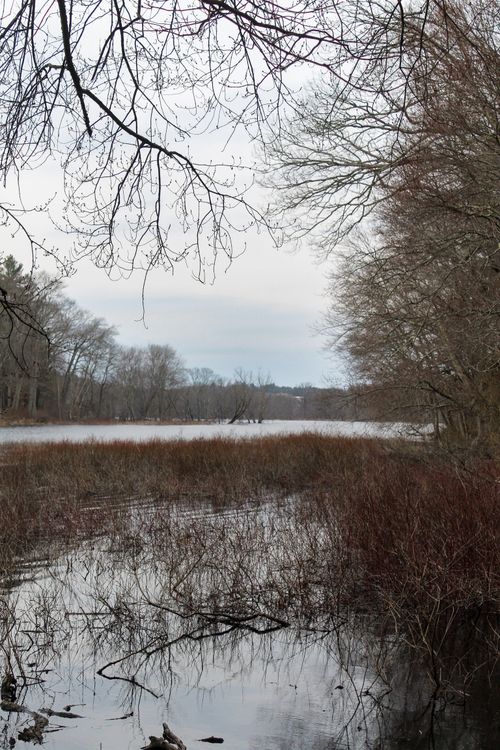 Free A tranquil winter scene of a marsh in Concord, Massachusetts, with bare trees and still water. Stock Photo