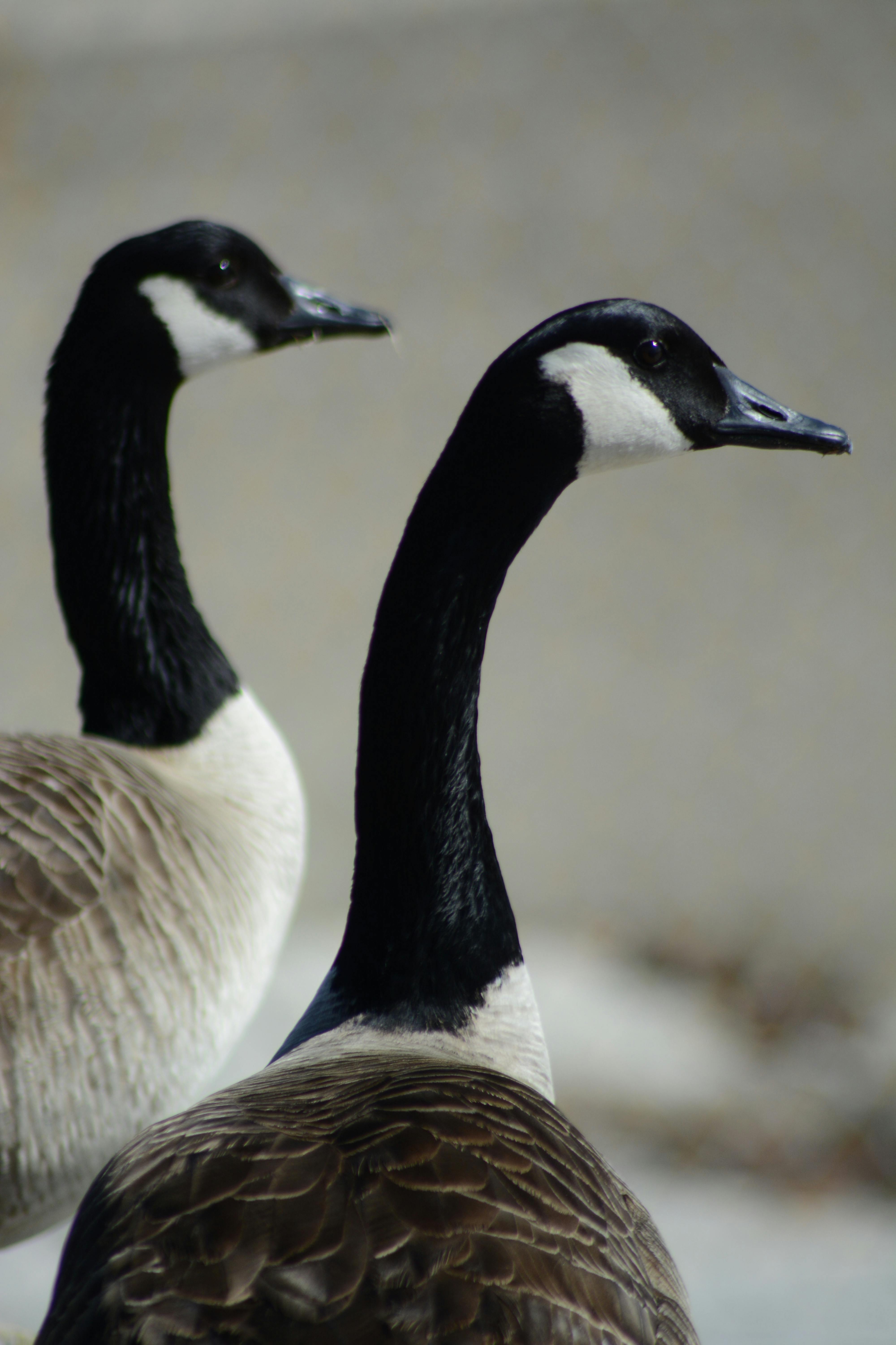 Free stock photo of canadian geese, nature