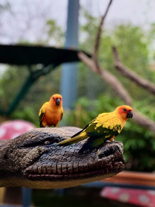 Free Two colorful sun parakeets perched on a faux reptile head in a lush outdoor setting. Stock Photo