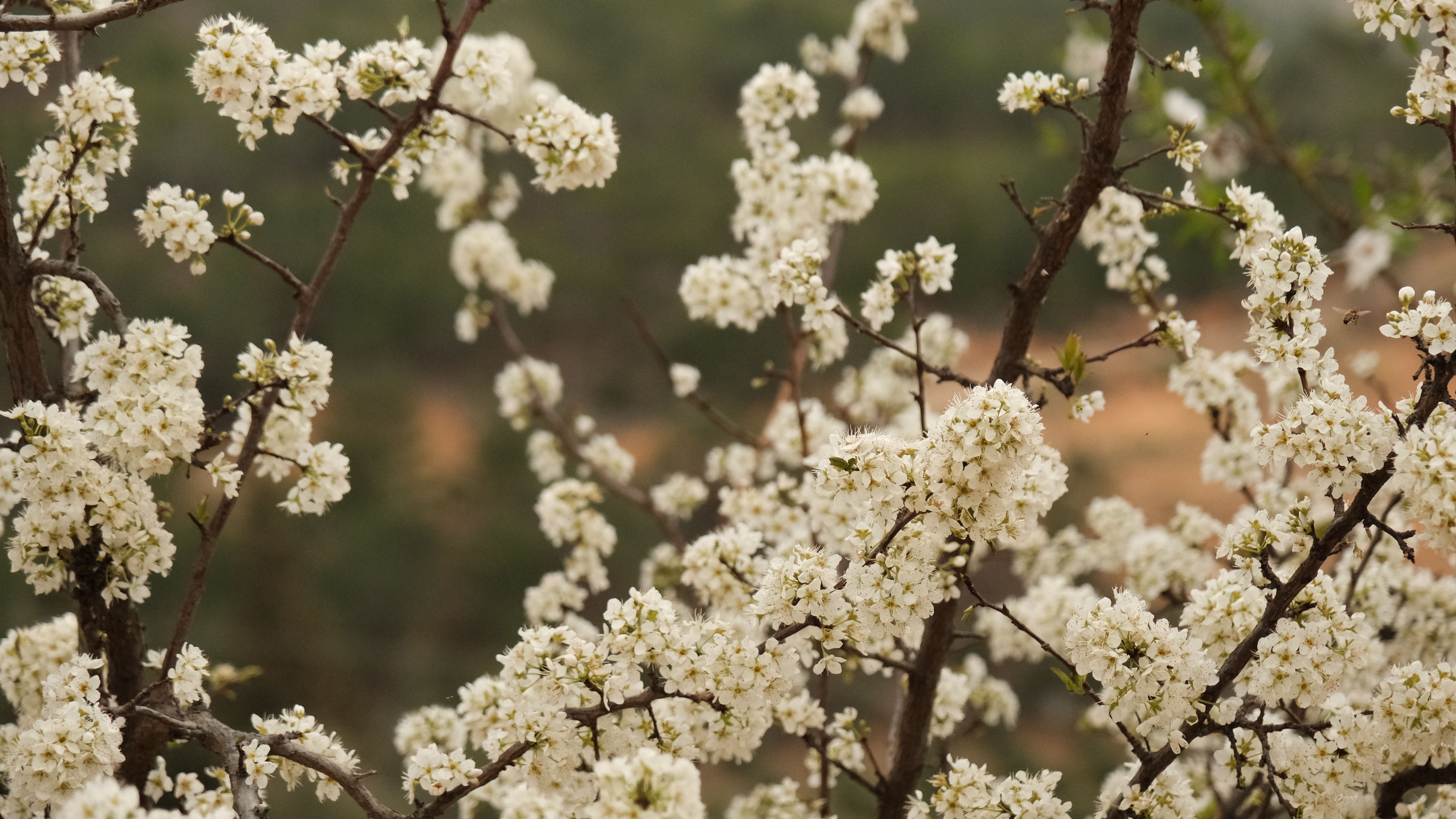 Close-up of white plum blossoms on branches, showcasing nature's beauty in spring.