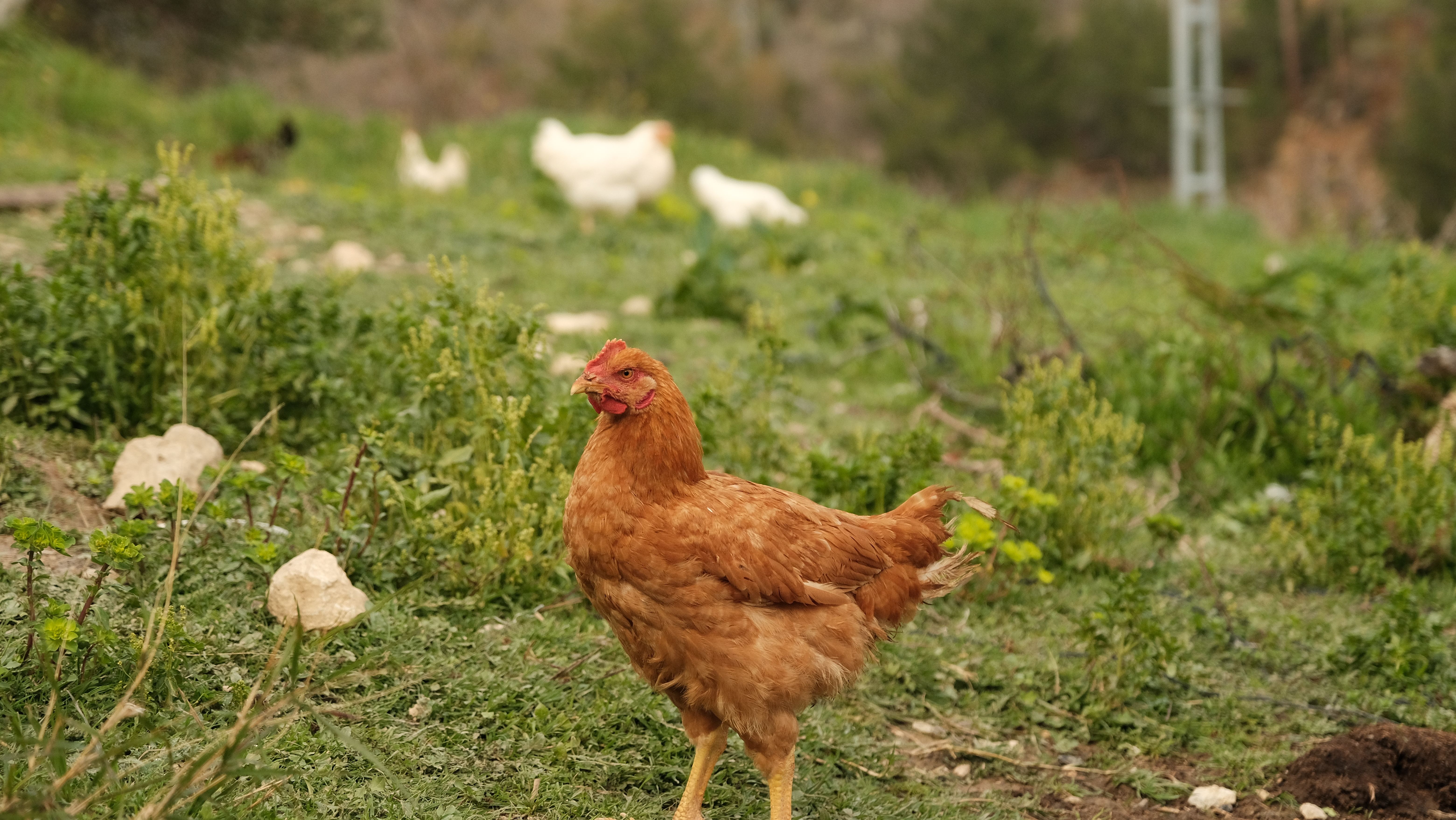 Backyard Chickens