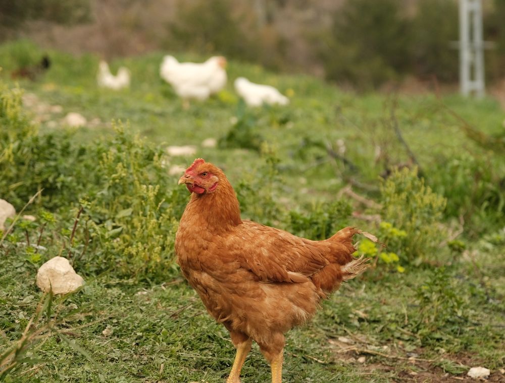 Red-brown hen standing on green pasture, the kind of open range where a Sasso flock does well