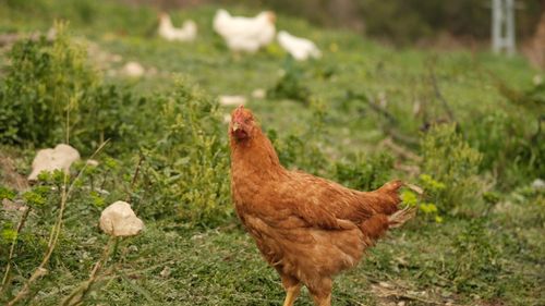 Free Brown chicken standing in grassy field, surrounded by greenery and other chickens in the background. Stock Photo