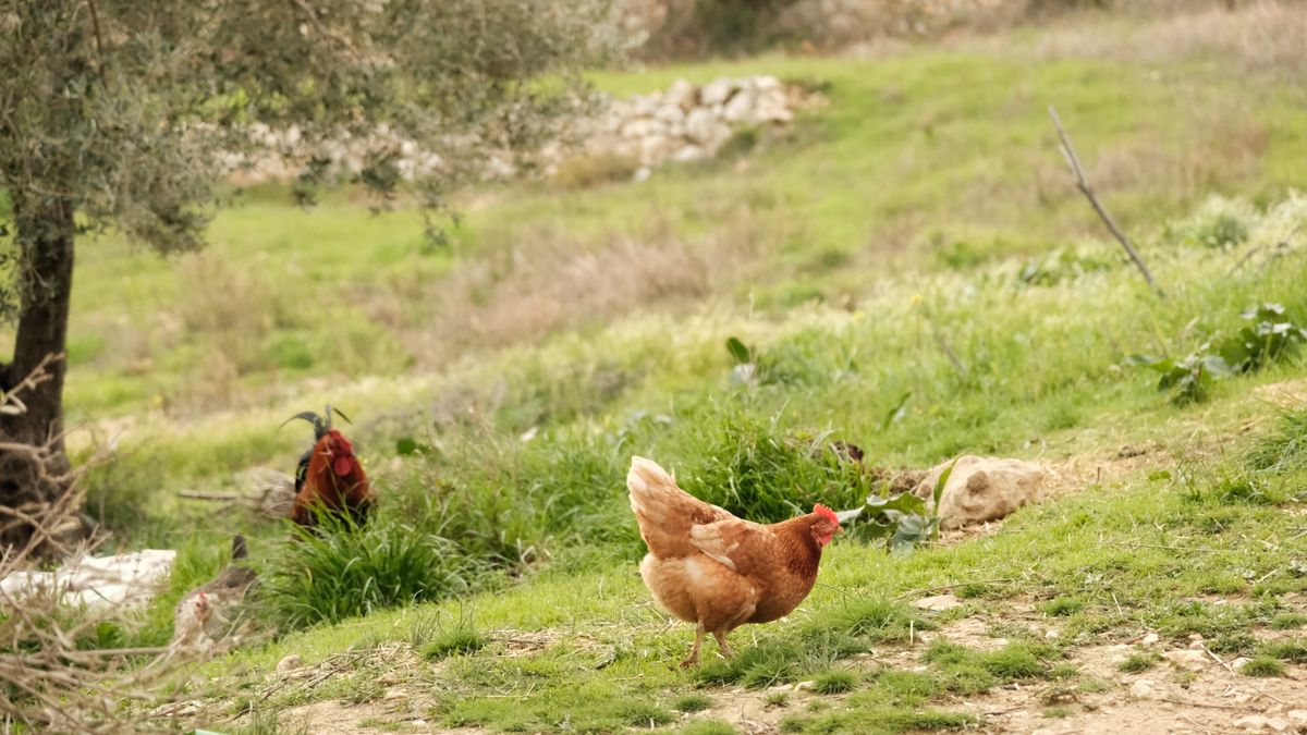 Poule pondeuse : comparer les profils avant de choisir pour votre jardin