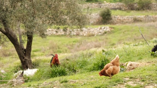 Chickens foraging freely in a lush, green pasture featuring a rustic natural landscape.