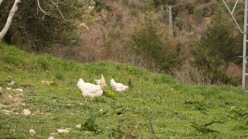 Free Chickens grazing on lush grass in a serene, natural outdoor setting. Stock Photo