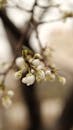 Close-up of Cherry Blossom Buds on Tree Branch