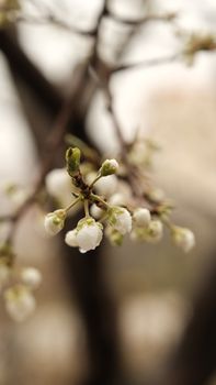A beautiful close-up of cherry blossom buds, indicating the arrival of spring.