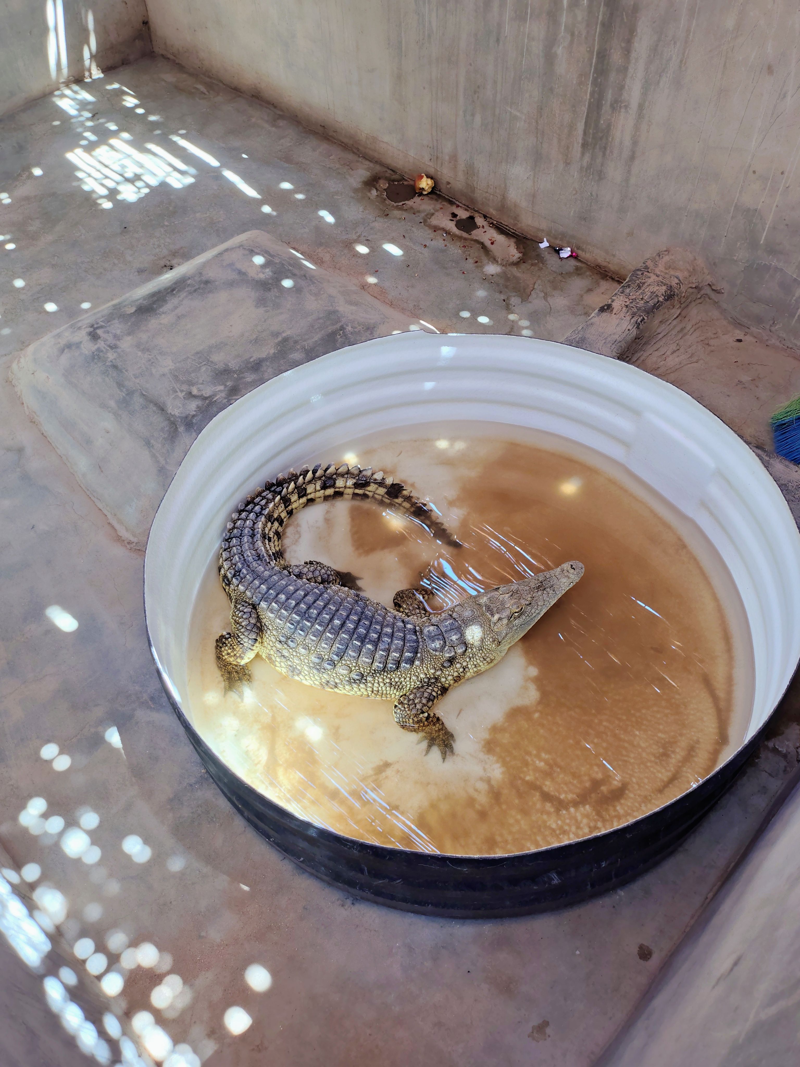 Agentes capturam crocodilos em lago que elevou 70% e aumentou número de ataques a moradores ribeirinhos