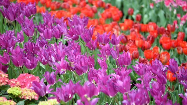 A colorful garden features vibrant purple and red tulips in full bloom during spring.