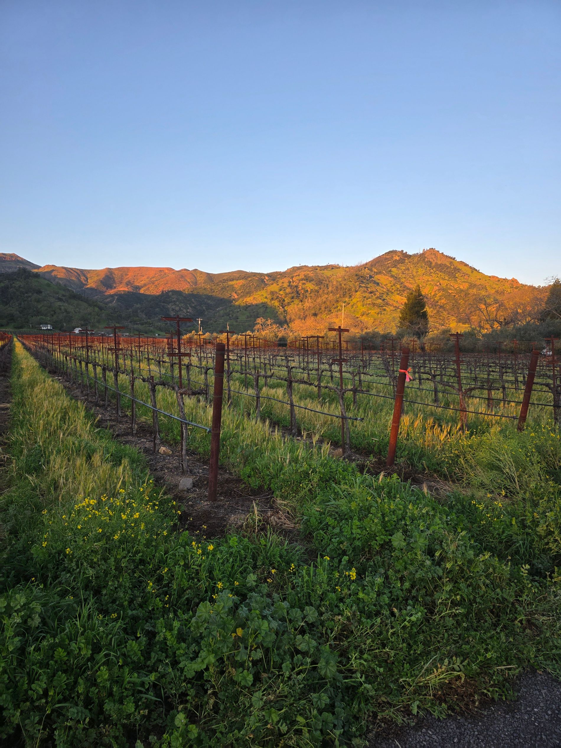 A sunlit vineyard under an open sky