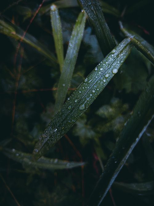 Free Detailed shot of dew droplets on lush green leaves, capturing a serene and natural mood. Stock Photo