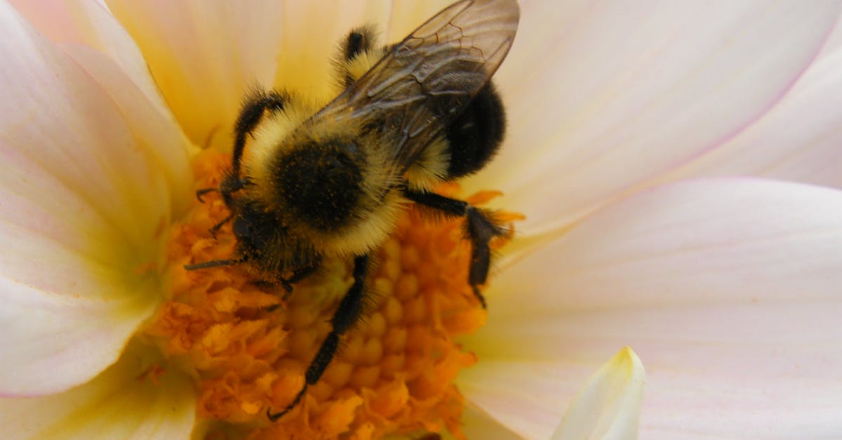 Free stock photo of bee, bumblebee, closeup