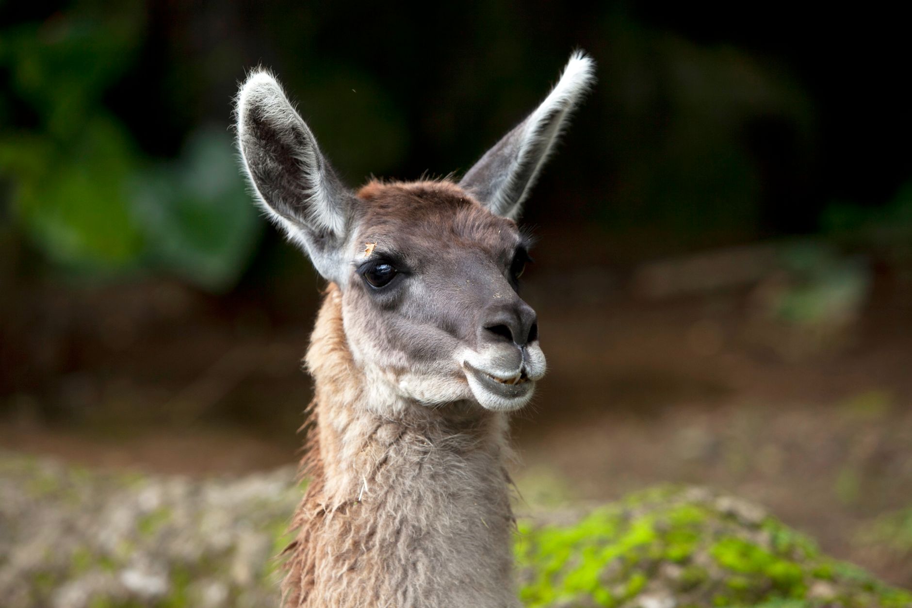 Llama 4 Scout API